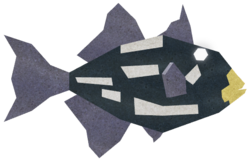 Coin Triggerfish